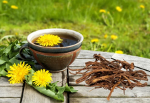 Rrënja e luleradhiqes shkatërron 95% të qelizave të kancerit brenda dy ditëve