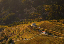 Leskovik, ku prodhohet një nga verërat më autentike shqiptare