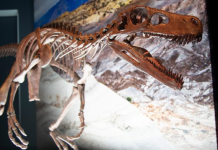 Zbulohet skeleti i një prej dinosaurëve më të vjetër në botë