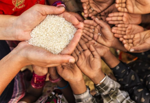 FAO: Bashkëpunim global për ushqim të sigurt