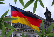 GJERMANI – Kërkohet shtrëngim i rregullave për përdorimin e kanabisit mjekësor