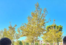 Aktivitet sensibilizues në Vlorë kundër trafikimit të qenieve njerëzore