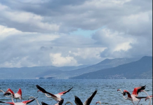 Flamingot i shtohen “magjisë” së liqenit të Pogradecit