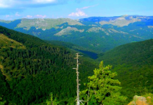 Miratohen rregullat për tregtinë e materialeve drusore dhe shfrytëzimin e pyjeve