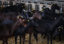 Divjakë: Skema Kombëtare e Mbështetjes ka ulur koston prodhimit