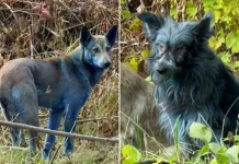 Qentë e braktisur pranë termocentralit bërthamor të Çernobilit bëhen blu