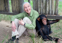 Jane Goodall, studiuesja pioniere e shimpanzeve