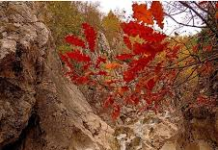 Borova me ngjyrat magjike