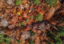 Ngjyrat “pushtojnë” Qafështamën