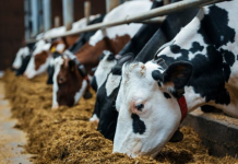 Siguria ushqimore, “Për nënproduktet me origjinë shtazore”