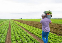 Mbi 50 000 fermerë përfitues nga Skema Kombëtare 2025