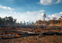 WWF: Konsumi i BE-së zhduk 100 pemë në minutë