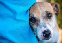 Rreth 130 qen në Gjermani shpëtohen nga kushtet katastrofike