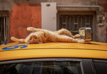 Macet e Stambollit, që përhapin dashuri dhe jetë