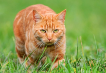 Macet mund të jenë krijesat më të përsosura biologjikisht që ekzistojnë
