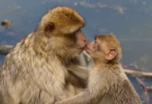 Puthja e parë u shkëmbye… 20 milionë vite më parë!