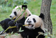 Kur një ministër përcjell në aeroport… një çift pandash!
