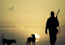 Sezon i shkurtër gjuetie, ndalim për speciet e rralla