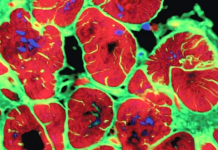 Një gjen miqësor ndaj zemrës ndihmon riparimin e saj pas një ataku