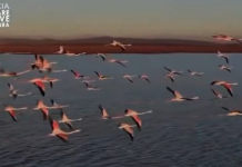 Flamingot, shfaqje magjike në Parkun Kombëtar “Divjakë-Karavasta”