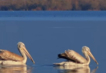 Liqeni i Shkodrës pritet t’i bashkohet UNESCO-s