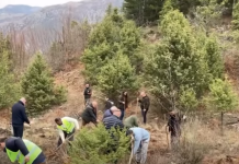 Mbillen pemë të reja në parkun kombëtar të Shebenikut