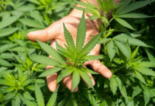 Shkenca vë në pikëpyetje përfitimet e kanabisit mjekësor