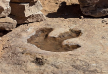 Numër rekord gjurmësh të fosilizuara të dinozaurëve në Bolivi