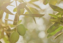 Salla: Cilësia shqiptare e vajit të ullirit rrit prezencën në tregjet e BE-së