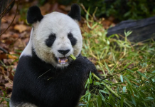 Kina i ofron Francës një çift të ri pandash