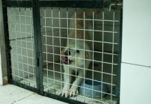 Çelet qendra për trajtimin dhe akomodimin e qenve endacakë në Korçë