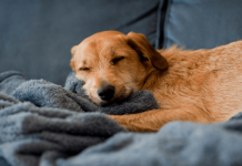 Qentë ëndërrojnë për njerëzit që duan më shumë