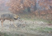 Kamerat kurth zbulojnë larmishmërinë e botës së egër në parqet kombëtare