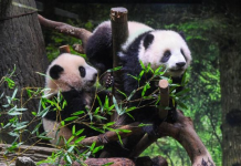 Japonezët u japin lamtumirën dy pandave të vetme që kthehen në Kinë