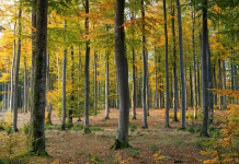 Shërbimi Pyjor Shqiptar