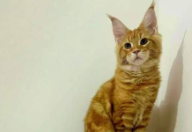 ”Maine Coon” shpallet macja më e bukur në botë