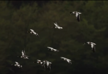 Pamje të rralla të botës së egër në parqet kombëtare