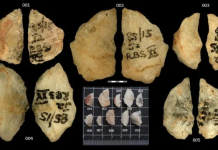 Gjuetarët përdorën helm në majat e shigjetave rreth 60 000 vjet më parë