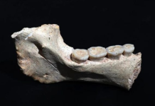 Zbulohen fosile njerëzore që datojnë 773 mijë vjet më parë