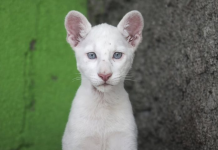 Itzae, një nga vetëm katër pumat albino që po magjepsin botën!