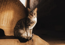 Cece, macja që jeton brenda mureve të tempullit të lashtë egjiptian