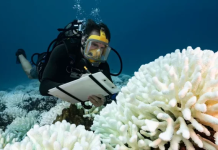 Nxehtësi rekord në oqeane në vitin 2025