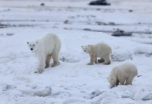 Arinjtë polarë po bëhen obezë, pavarësisht humbjes së akullit