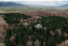 Pylli i Fazanëve në Maliq, atraksion ekoturistik në juglindje të vendit