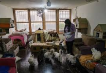 ‘Nëna e Maceve’ vazhdon misionin human mes krizave