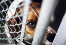 Mizoria ndaj kafshëve, tregues i hershëm i dhunës