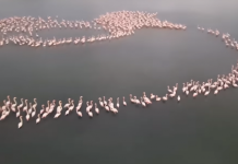 Flamingot , spektakël në Lagunën e Nartës