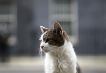 Larry, 15 vjet në “shërbim” në Downing Street