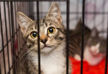 SHBA: Një nismë humane kthen gjobat e parkimit në ndihmë për macet e braktisura