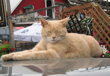 Një mace “në krye të bashkisë” për 20 vite